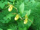 Yellow Ladyslipper