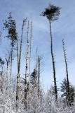 2005-01-15: Pine Snags