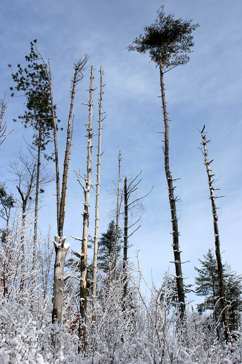 2005-01-15: Pine Snags