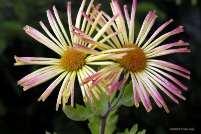 Struggling Flower
