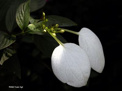 Softwhite 1