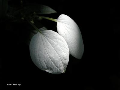 Softwhite