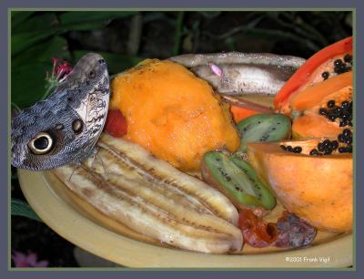 Butterfly Feeding