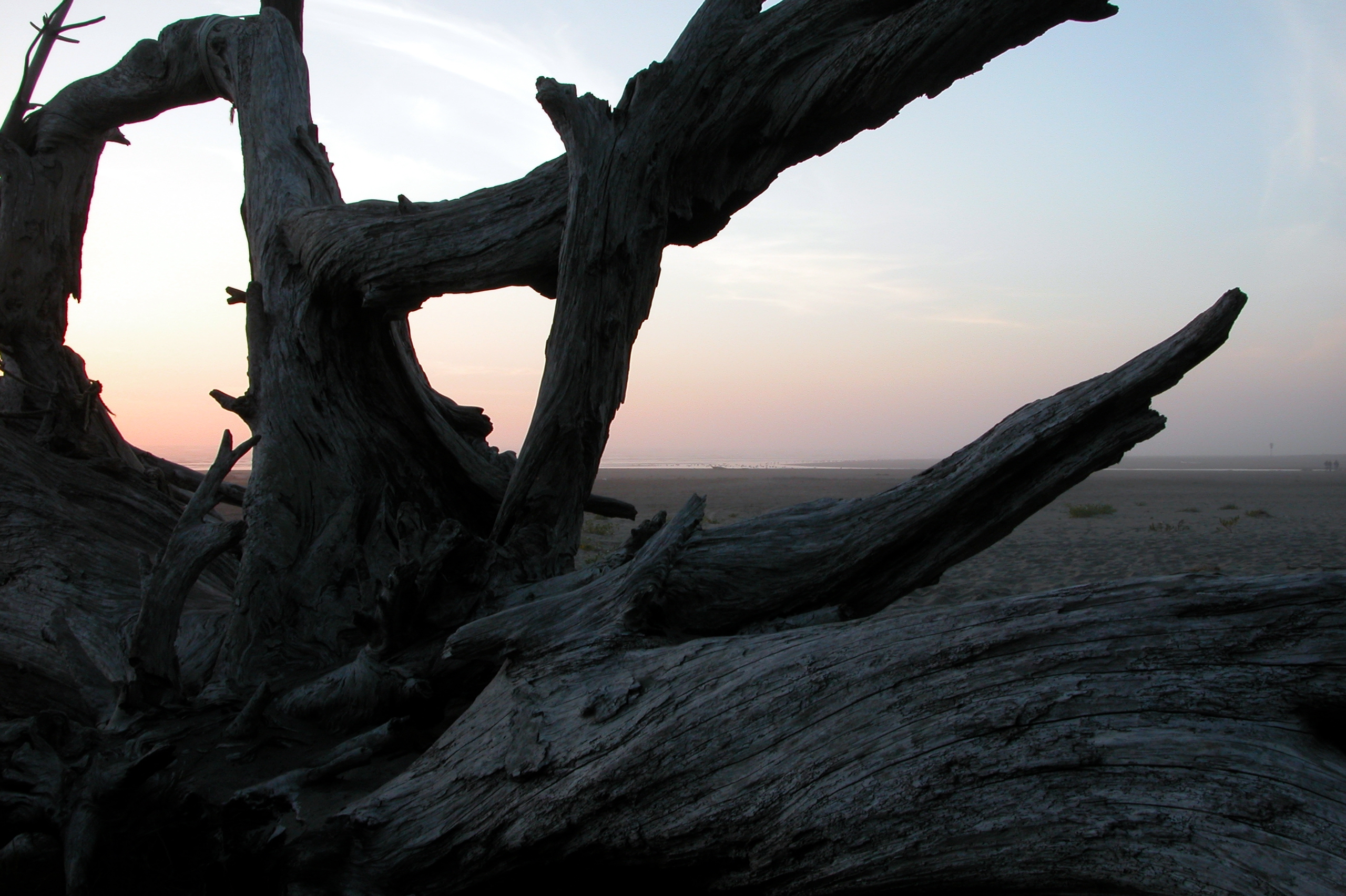 Driftwood 2.jpg
