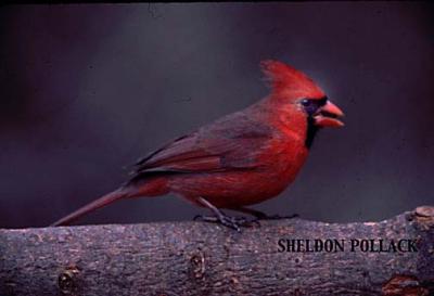 cardinal---#2.jpg