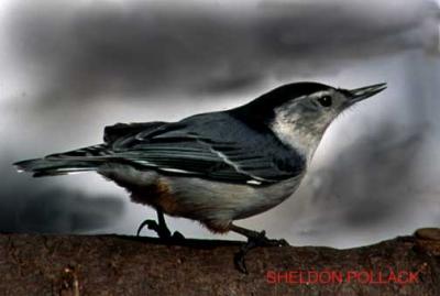 nuthatch-5-.jpg