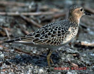 shore-bird-1.jpg
