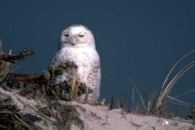 snowyowl-1.jpg