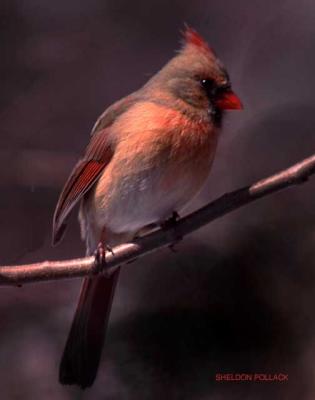 YOUNG-CARDINAL.jpg