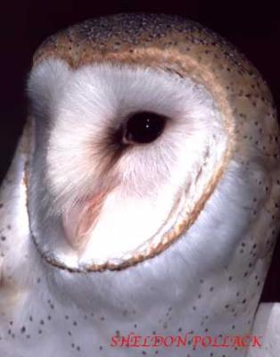 barn-owl.jpg
