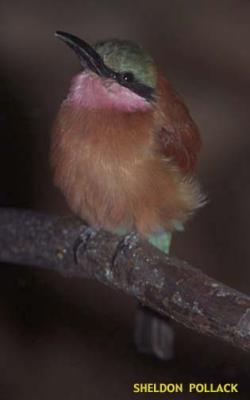 u15/pollackphoto/medium/4531211.beeeater.jpg