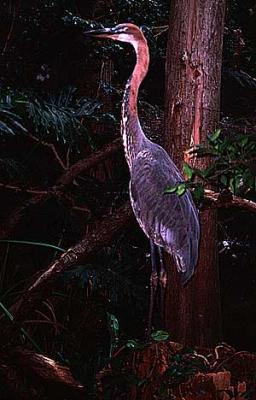 u15/pollackphoto/medium/4531393.goliathheron2.jpg