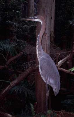 u15/pollackphoto/medium/4531394.goliathheron1.jpg