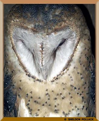 u15/pollackphoto/medium/4531678.barnowl1.jpg