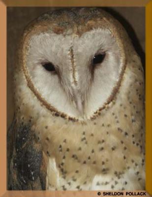 u15/pollackphoto/medium/4531680.barnowl3.jpg