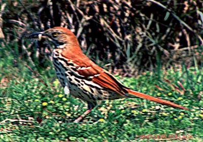 u15/pollackphoto/medium/4531726.brownthrasher1.jpg