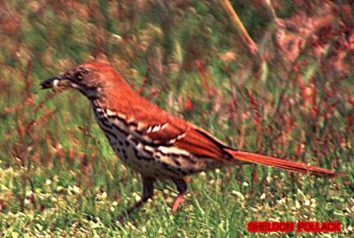 u15/pollackphoto/medium/4531727.brownthrasher2.jpg