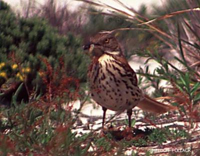 u15/pollackphoto/medium/4531730.brownthrasher5.jpg