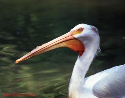 u15/pollackphoto/medium/4531786.whitepelican2.jpg