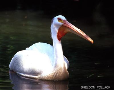 u15/pollackphoto/medium/4531787.whitepelican.jpg
