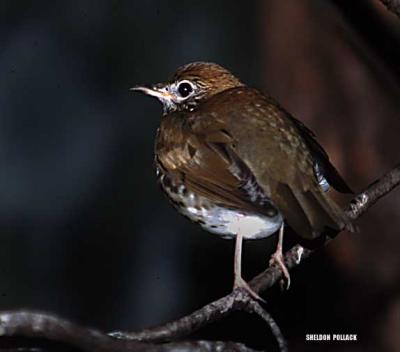 u15/pollackphoto/medium/4531800.woodthrush3.jpg