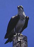pfalcon.jpg