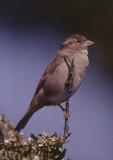 sparrow.jpg