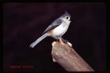 TITMOUSE-1 copy.jpg