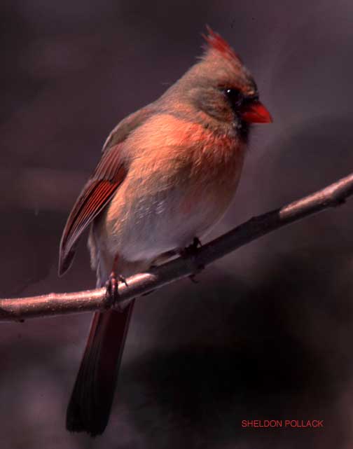 YOUNG-CARDINAL.jpg