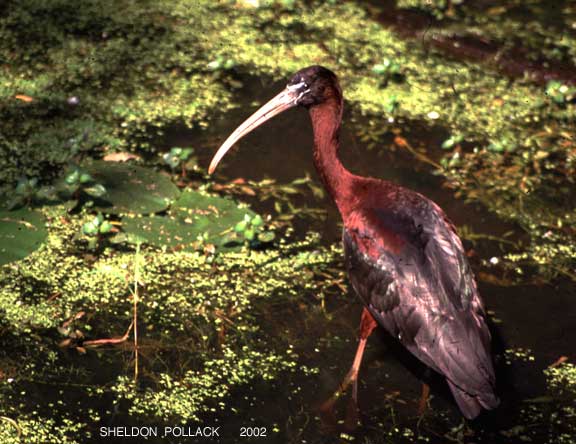 glossy-ibis.jpg