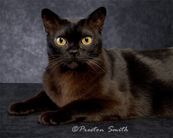 SGCA Chin Hills Ronan of Thomcats (Rondy)
