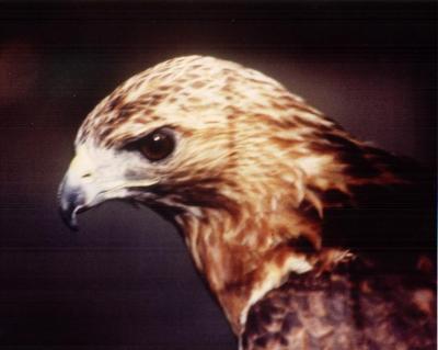 Redtail hawk.JPG