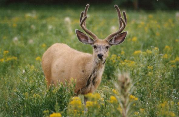 Mule deer.JPG