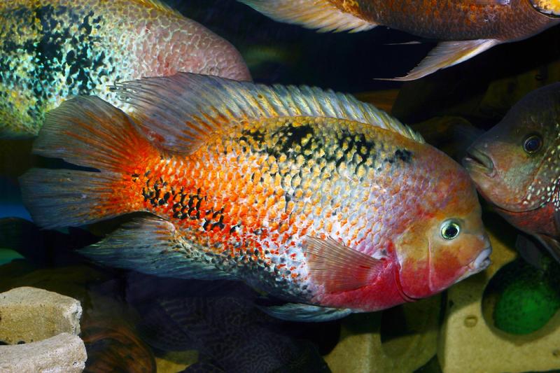 Vieja synspilus