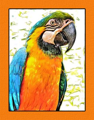 Macaw 2