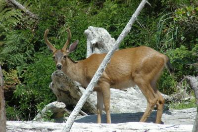 Oh deer