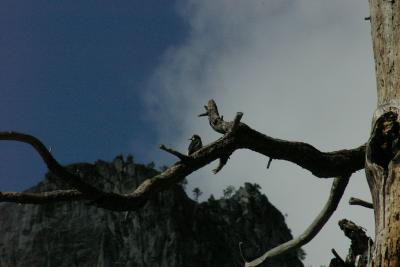Woodpecker