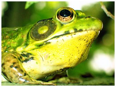 u15/pudgy_groundhog/medium/20099747.Frog_Wilkinson_Ridge.jpg