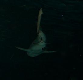Image28.jpg