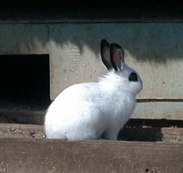 Image50.jpg