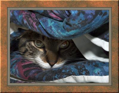 undercover cat.jpg