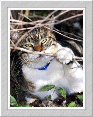 jungle cat.jpg