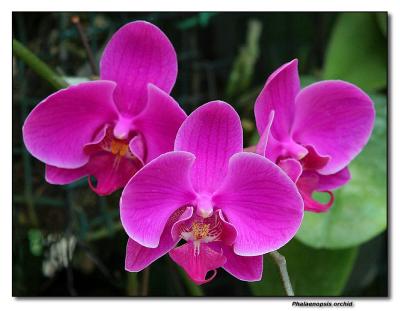 Orchid 19. Phalaenopsis
