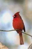 Cardinal Male 2345 8x6.jpg