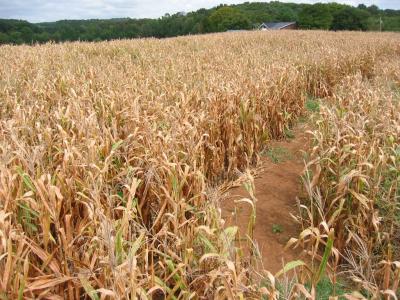 maze in field of corn
