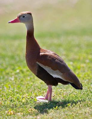 Black-bellied Whistling Duck