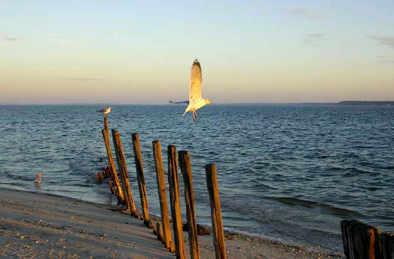 Long Island Beach