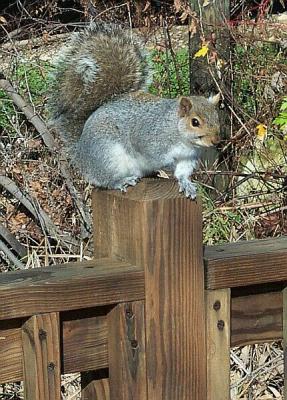 You Got Any Nuts, Mister?