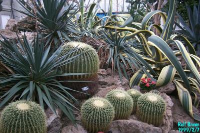 Desert Room #2 - Barrel Cacti
