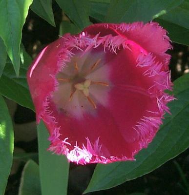 Fringed Tulip